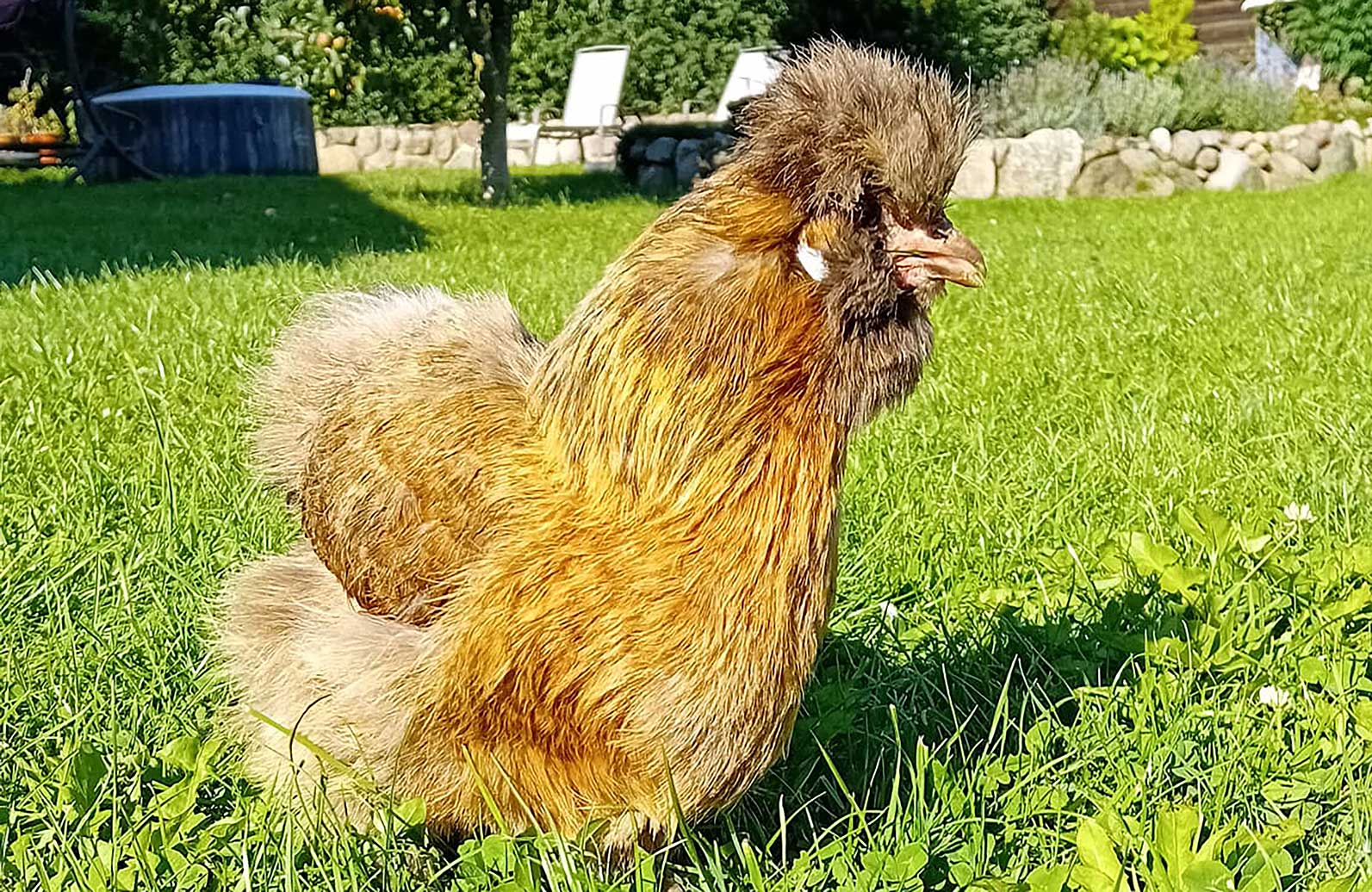 Huhn auf grüner Wiese
